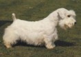SEALYHAM TERRIER